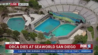 Orca Dies At SeaWorld San Diego