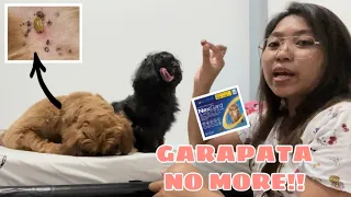 MAY GARAPATA SI CICI | MABISANG GAMOT PAMATAY SA MGA GARAPATA NG ASO (Nexgard Review)