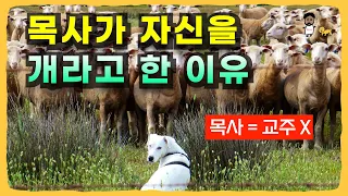 🐶 베이직교회 조정민 목사님이 자신을 개라고 한 이유