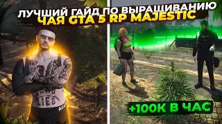 ЛУЧШИЙ ГАЙД ПО ВЫРАЩИВАНИЮ ЧАЯ GTA 5 RP! 100k + В ЧАС НА MAJESTIC!