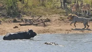 All out Kruger battle as buffalo fights lions and crocodile