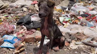 Stray dog sits on garbage dump, weeping sadly, who can save me?