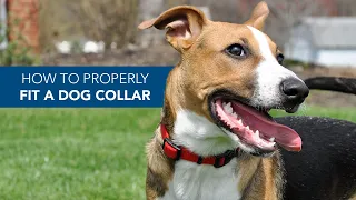 How to Properly Fit a Dog Collar with Coastal Pet