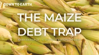 The Maize Debt Trap - Why are tribal farmers in this Odisha district caught in a loop of debt?