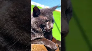 Эстетика камышового кота Вульфа 😻