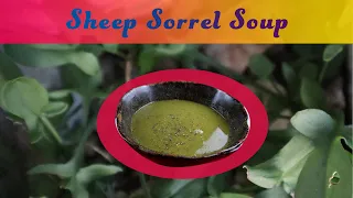 How to Make Sheep Sorrel Soup with Foraged Rumex acetosella