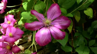 CLEMATIS FLOWERS - ERNESTO CORTAZAR - Y Volvere-El Triste La Nave Del Olivo-Orfeo Negro