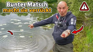 Einmalig: XXL-Karpfenangeln mit Schwimmbrot (Auf Sicht!!!)