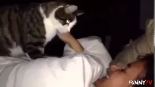 Кошки будят своих хозяев.Cats awaken their masters