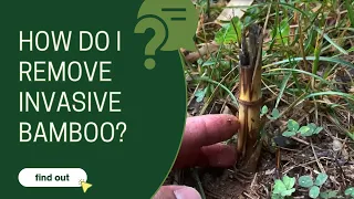 How do I remove invasive bamboo?