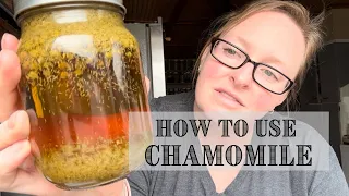 Medicinal Benefits of CHAMOMILE || Herbal Spotlight