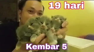 Perkembangan anak persia flatnose usia 19 hari.