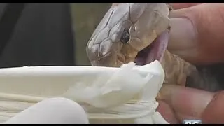 Born to be Wild: Paghahanap ng mga Philippine cobra para sa antivenin drug