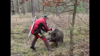 Wild boar attacks (long version) - dog saves him