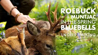 Roebuck and Muntjac stalking in the Spring bluebells