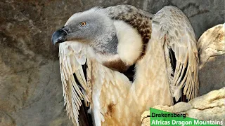 Drakensberg: Africas Dragon Mountains - Nature Documentary