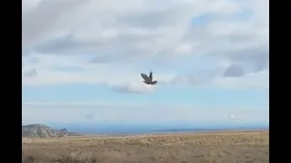 Wyoming Fruit Bat 2-8-2024 : Wyoming Upland & English Setters