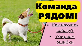 Команда  "Рядом!" Как научить собаку команде Рядом? Убираем ошибки.