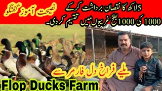 duck farming in Pakistan|flop Ducks Farm in Pakistan|duck farm in Pakistan|flop Ducks business