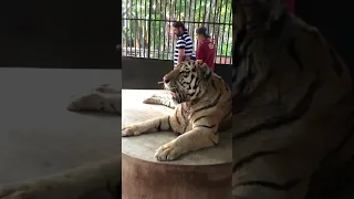 Tiger attack | Thailand 🇹🇭