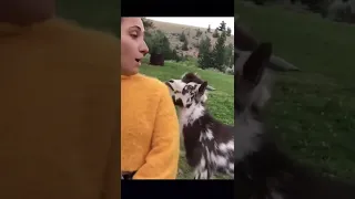 Говорящая коза