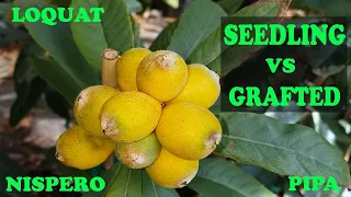 Which Loquat is BEST? Seedling vs Grafted