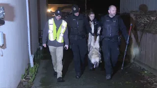 Wolf in roaming Victoria BC neighbourhood tranquilized | CHEK News