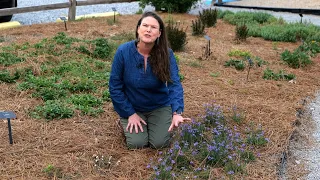 Get It Growing: Blue-eyed grass is great alternative to turfgrass