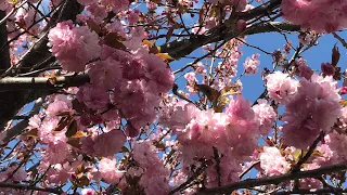 CHERRY BLOSSOMS IN OUR FRONT YARD #Shorts #youtubeshorts