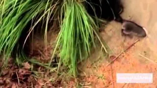 When Animals Attack Compilation-FunnyFailArmy 2014