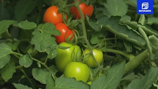 History of Greenhouse Farming in Almería (SPAIN).