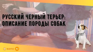 Русский черный терьер: описание породы собак