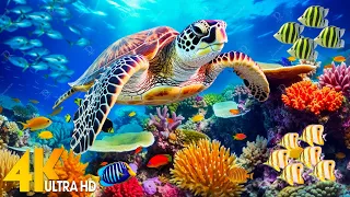 Океан 4K - Красивая рыба коралловых рифов в аквариуме, морские животные для расслабления