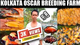 Kolkata thailand imported oscar Breeding Farm!!कोलकाता थाईलैंड आयातित ऑस्कर ब्रीडिंग फार्म !!