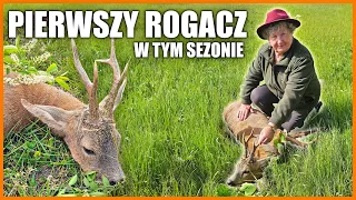 Pierwszy rogacz w sezonie!