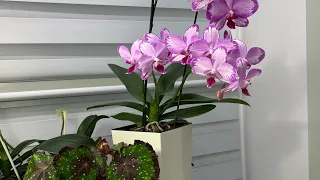 Пышное цветение Phal. Toshi