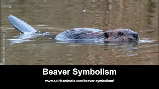 Beaver Symbolism