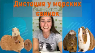 Роды у морских свинок / ветеринарная клиника / дистоция морских свинок