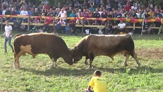 Korida kod Zireta Goduša Visoko 19 /09 /2021 /g