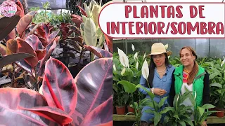 Cómo cuidar PLANTAS DE FOLLAJE: Cuna de moisés, Alocasia, Ficus, Aglaonema, Philodendron │Candy Bu