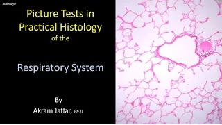 Picture tests in histology of the respiratory system