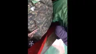 Белугу поймали пацаны.