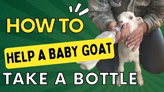 How To Handle A Baby Goat When They Won't Take A Bottle