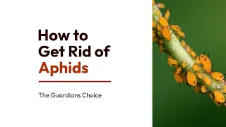4 Ways to Get Rid of Aphids Fast and Easy | Best Aphid Treatment | The Guardians Choice