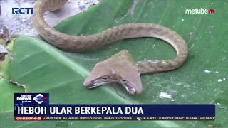 HEBOH! Ular Berkepala Dua Ditemukan Warga di Bali - SIM 30/08