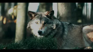 Leo Rojas feat  Chantelle Barry - Wolf's Hearth (Mp4 2020)