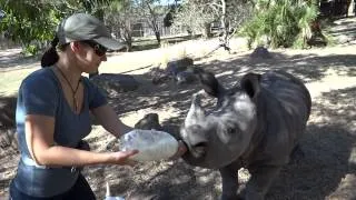 Feeding an orphan baby White Rhino