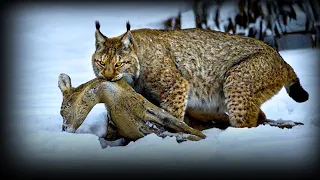 Eurasian lynx and bobcat hunting hare, fox, squirrel, deer and roe deer