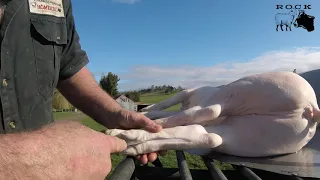 How to hang a pig by its hind leg tendons