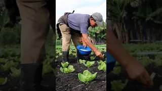 Agricultor adubando com ureia pé por pé 🦶